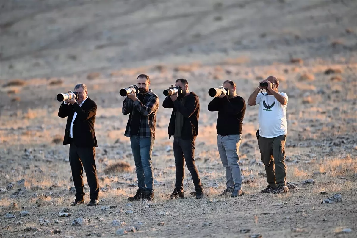 Birecik’te Nadir Dağ Cılıbıtı Görüldü