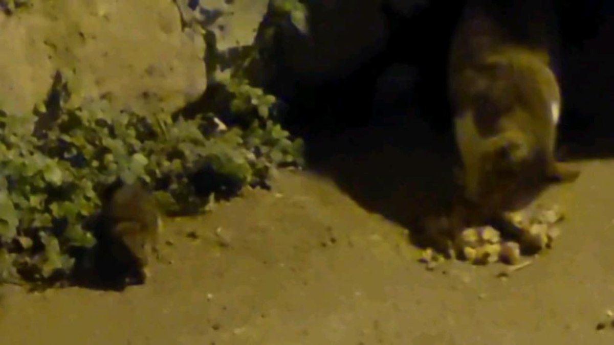 Edirne’de kedi ile farenin kıskandıran dostluğu