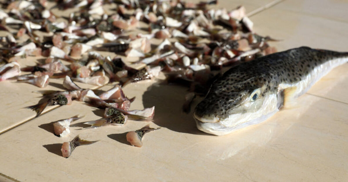 Antalya’da “balon balığı avcıları” 748 bin TL kazandı