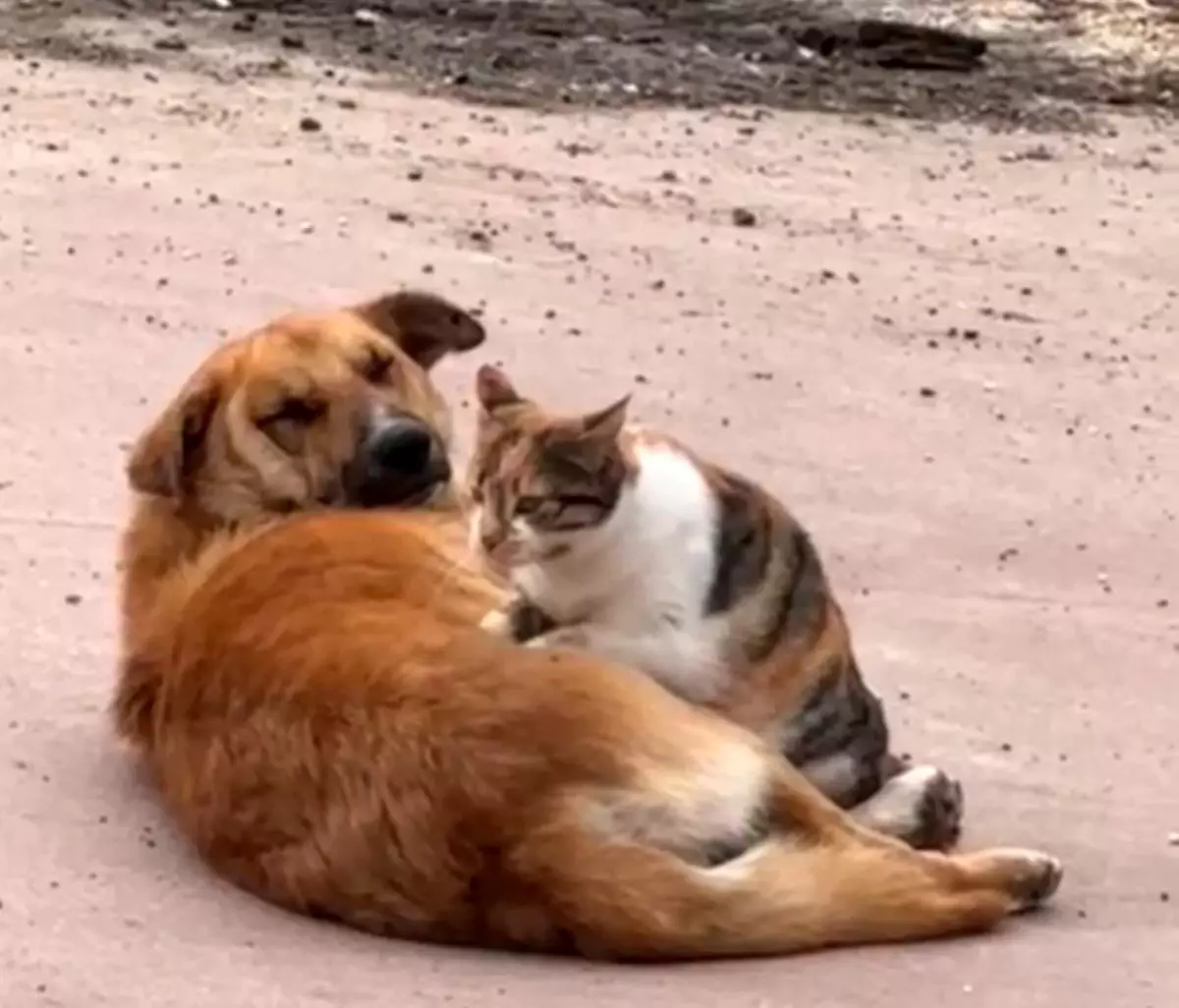 Düzce’de Kedi-Köpek Dostluğu