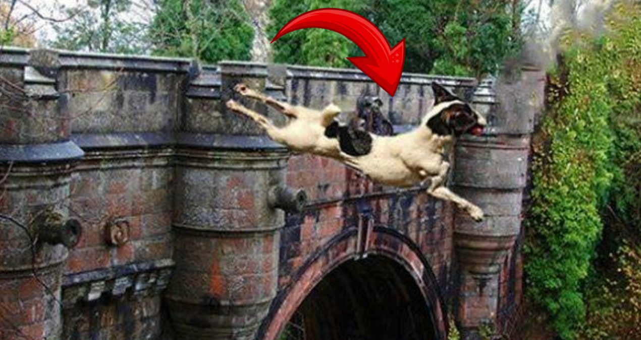 Bu köprüye gelen köpekler dayanamayıp hayatına son veriyor