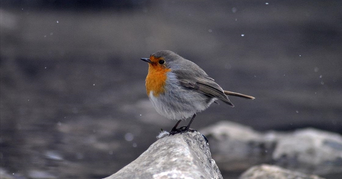 Bulgaristan’da yüzlerce kuş havai fişeklerin ve maytapların kurbanı oldu