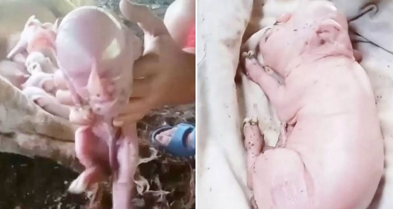 İnsan yüzüyle doğup bebek gibi ses çıkardı!