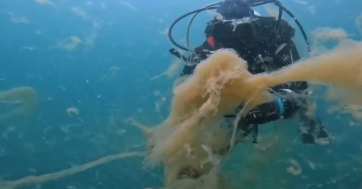 Marmara sessizce ölüyor