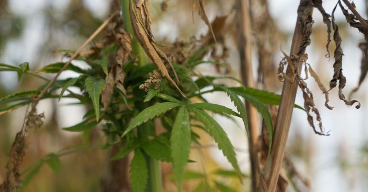Türkiye’nin yeni keneviri: Gizlence
