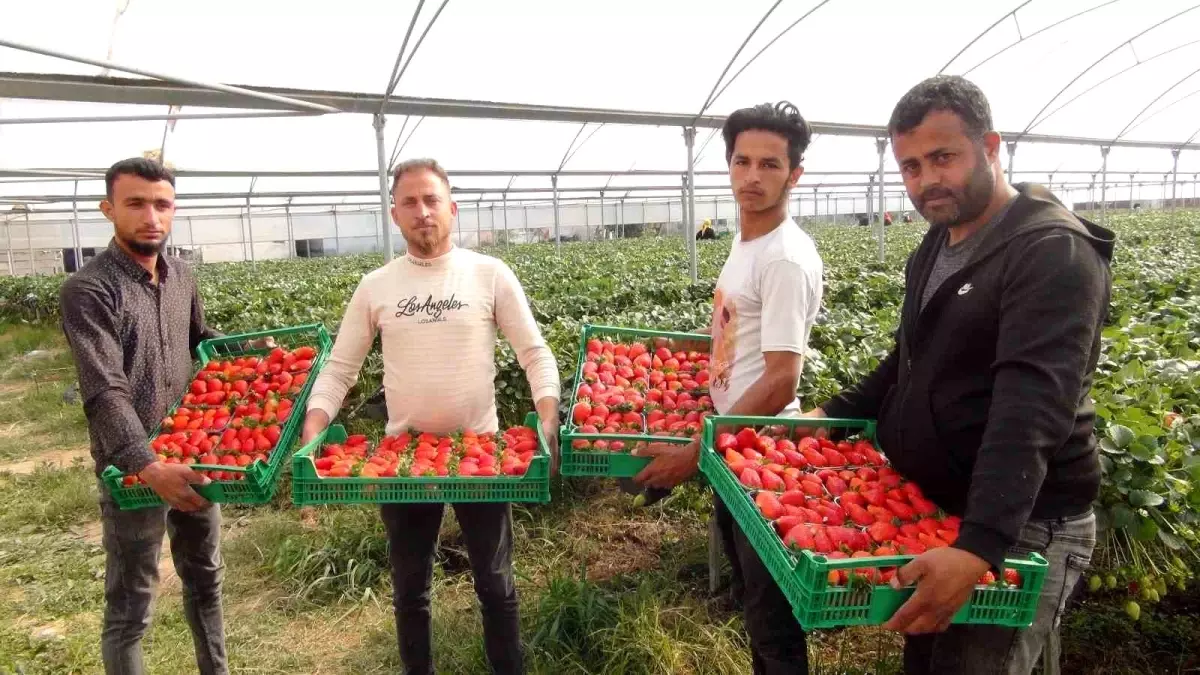 Silifke’de Çilek Hasadında Kayıp