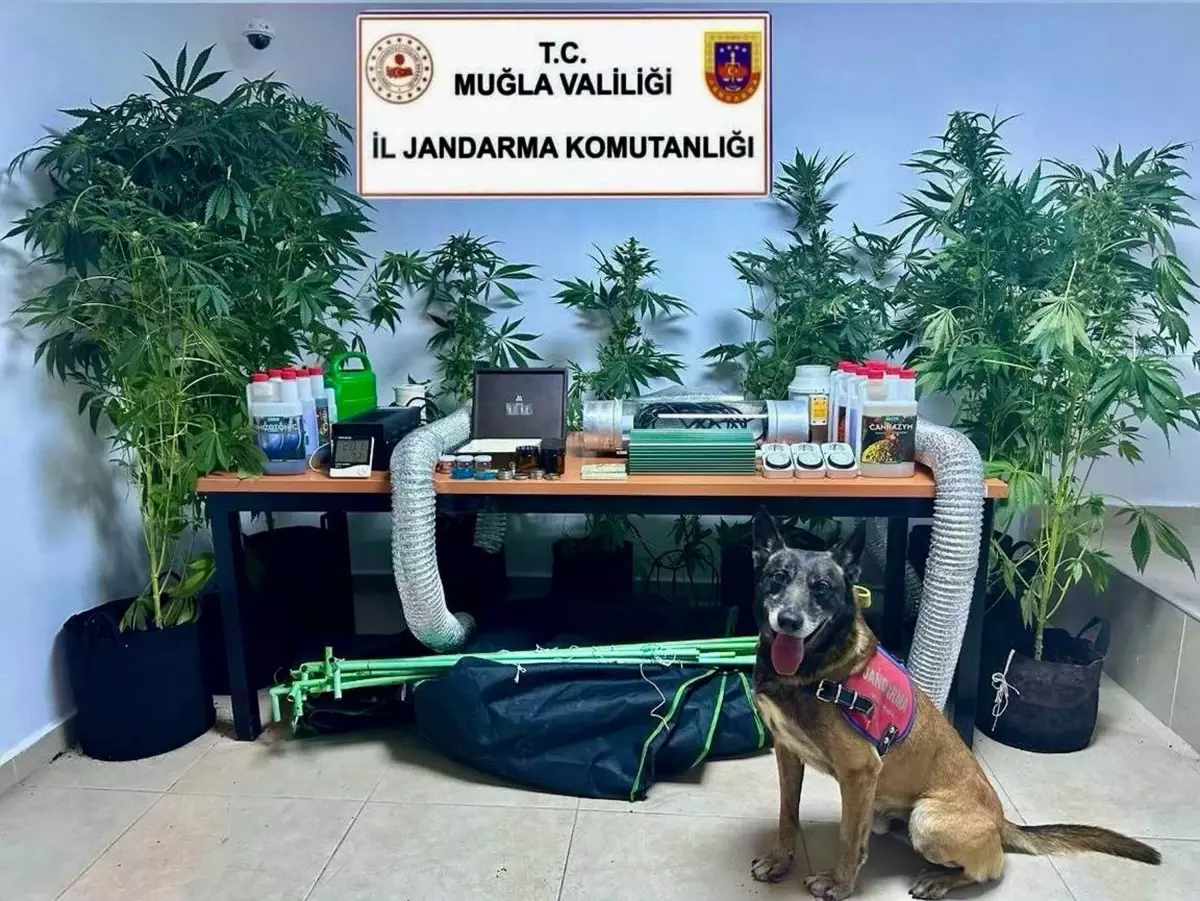 Öğretmenin Evinde Hint Keneviri Operasyonu